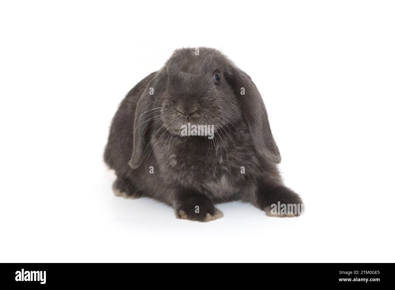 Kleines dekoratives Faltkaninchen in Grau, isoliert auf weißem Hintergrund Stockfoto