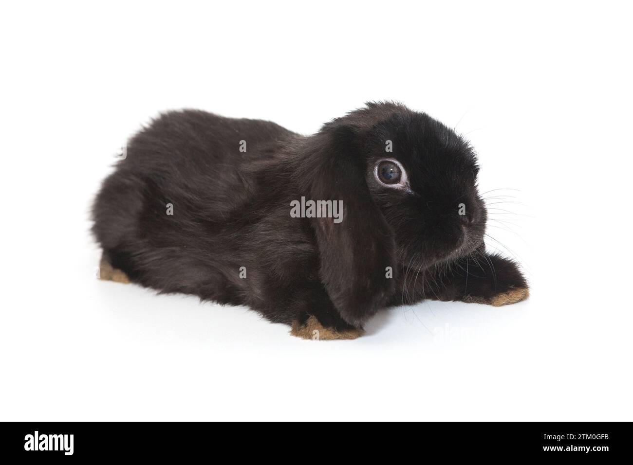 Kleines dekoratives Faltkaninchen in Schwarz, isoliert auf weißem Hintergrund Stockfoto
