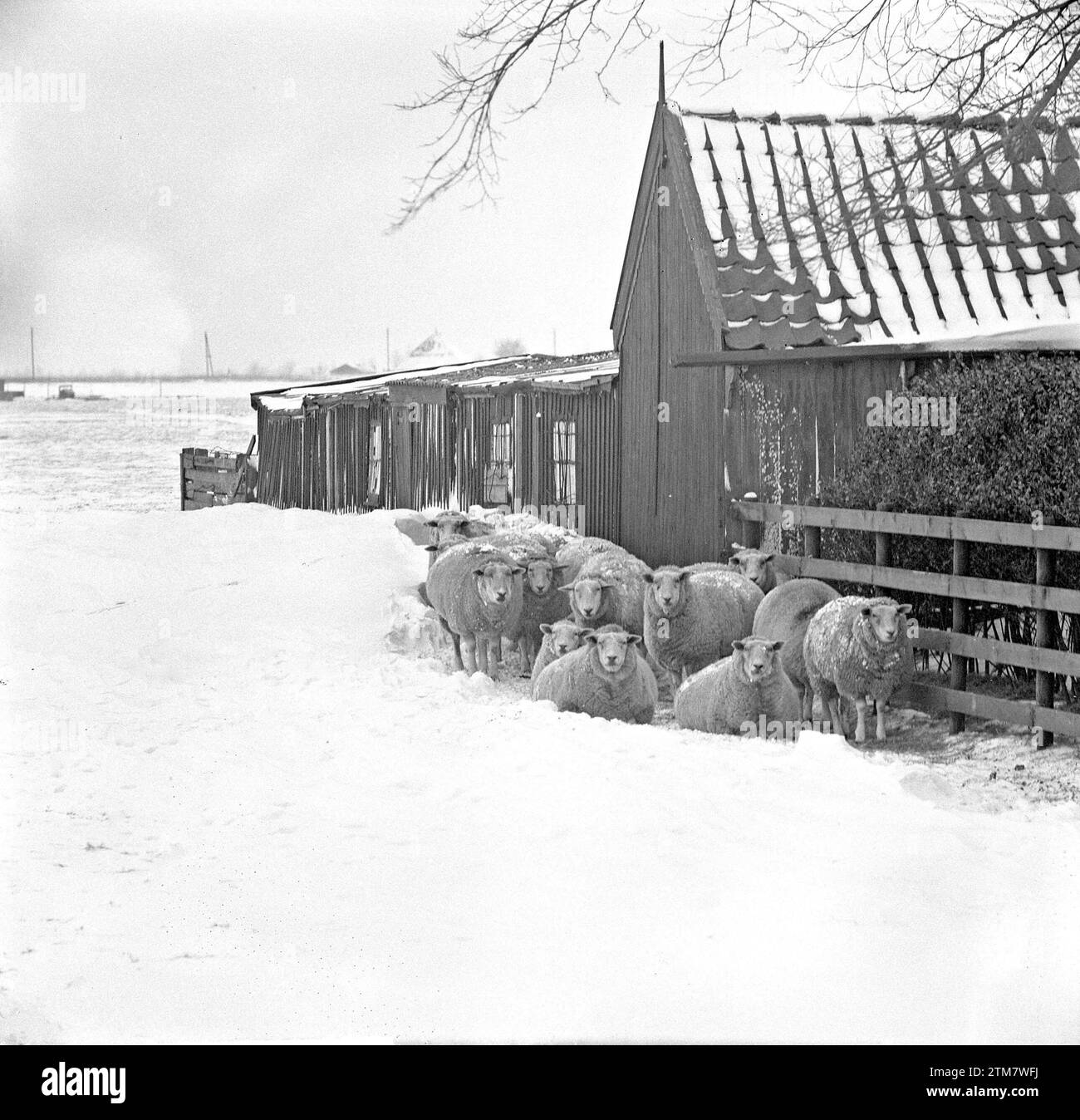 Schafe haben auf der Ylpendam-Purmerend Straße ca. eingeschneit. Januar 1963 Stockfoto