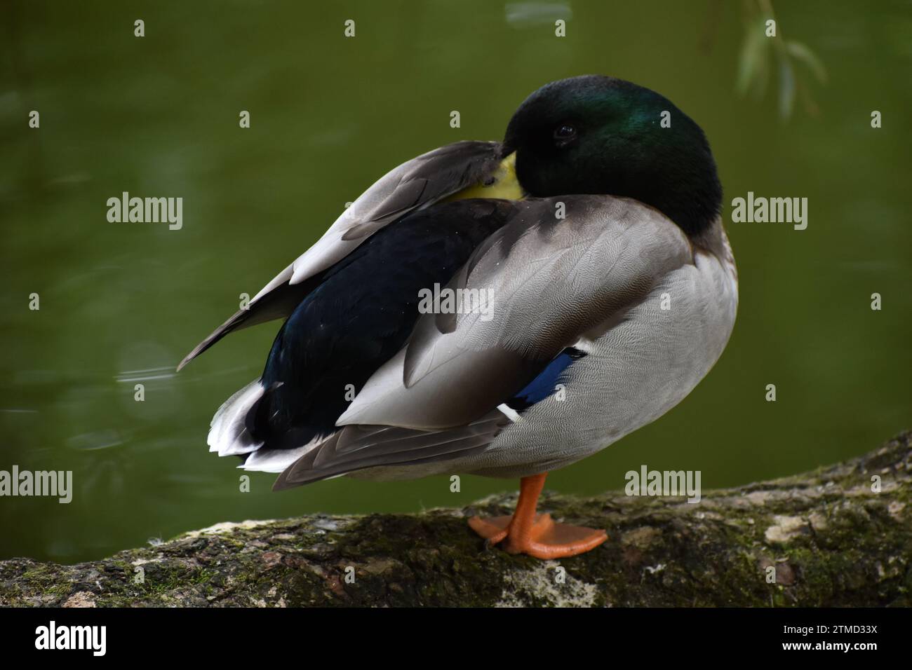 un Canard en Train de dormir Stockfoto