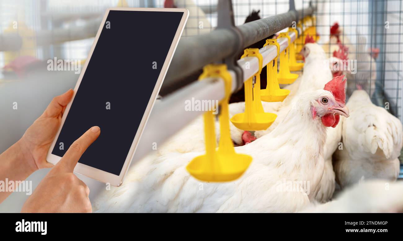 Digitale Datenerhebung in einem Geflügelhaltungsbetrieb. Digitales Tablet mit leerem Bildschirm vor Hühnern auf der Geflügelfarm. Intelligente Landwirtschaft. Stockfoto