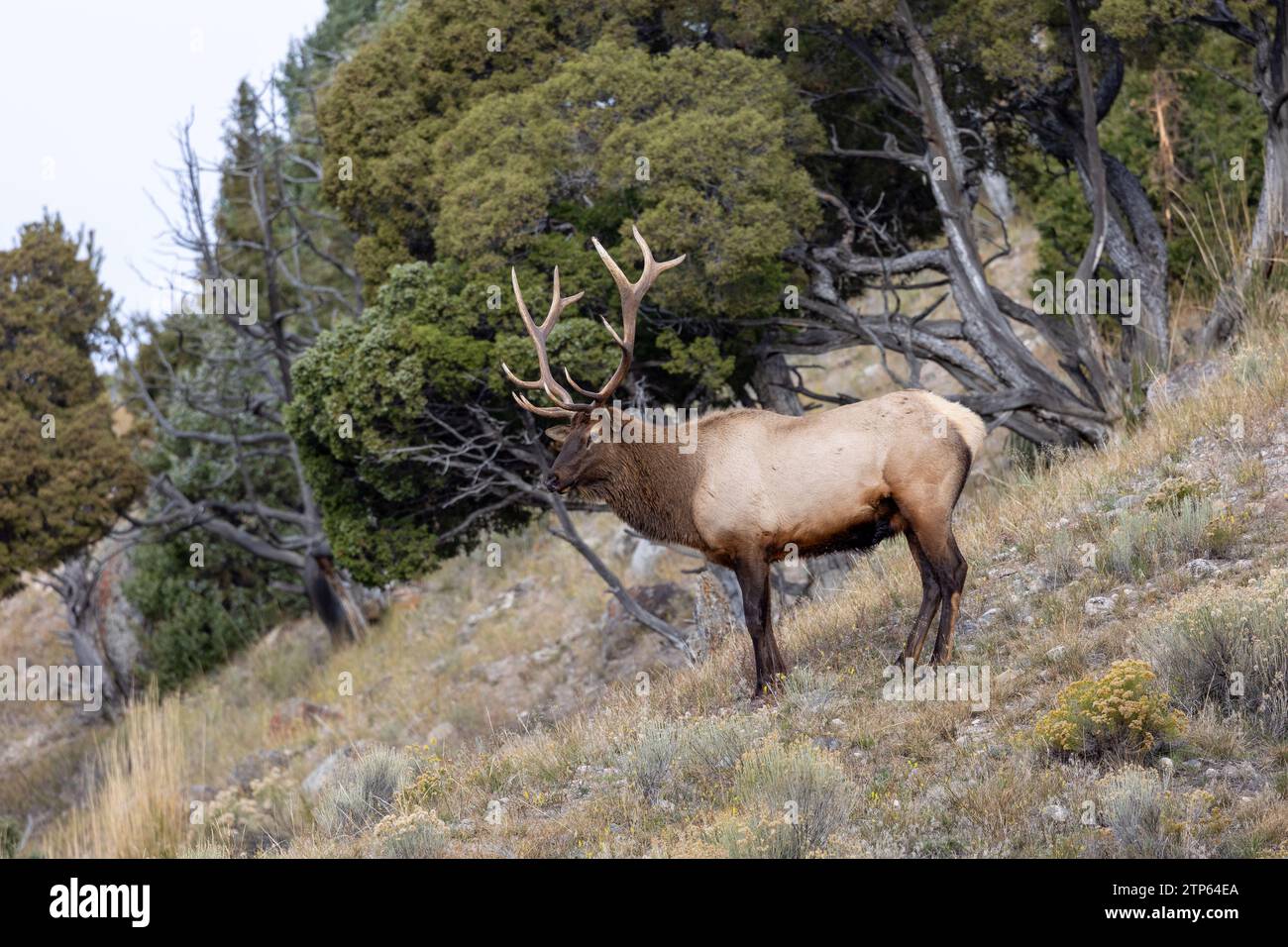 Männliche Elche während der Brunstsaison im Yellowstone National Park Stockfoto