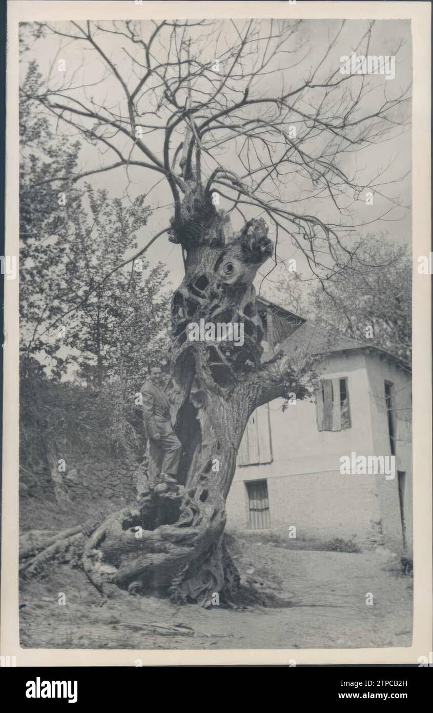 12/31/1929. Ein Kastanienbaum aus Ponferrada, der heute zwei Jahrhunderte alt ist. Quelle: Album / Archivo ABC / Fariñas Stockfoto