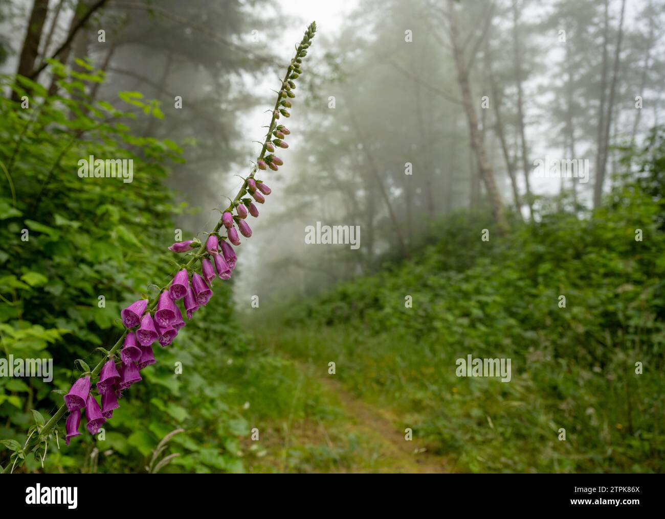 Der lange Stiel der Foxglove-Blüten ragt in den Trail im Redwood National Park Stockfoto