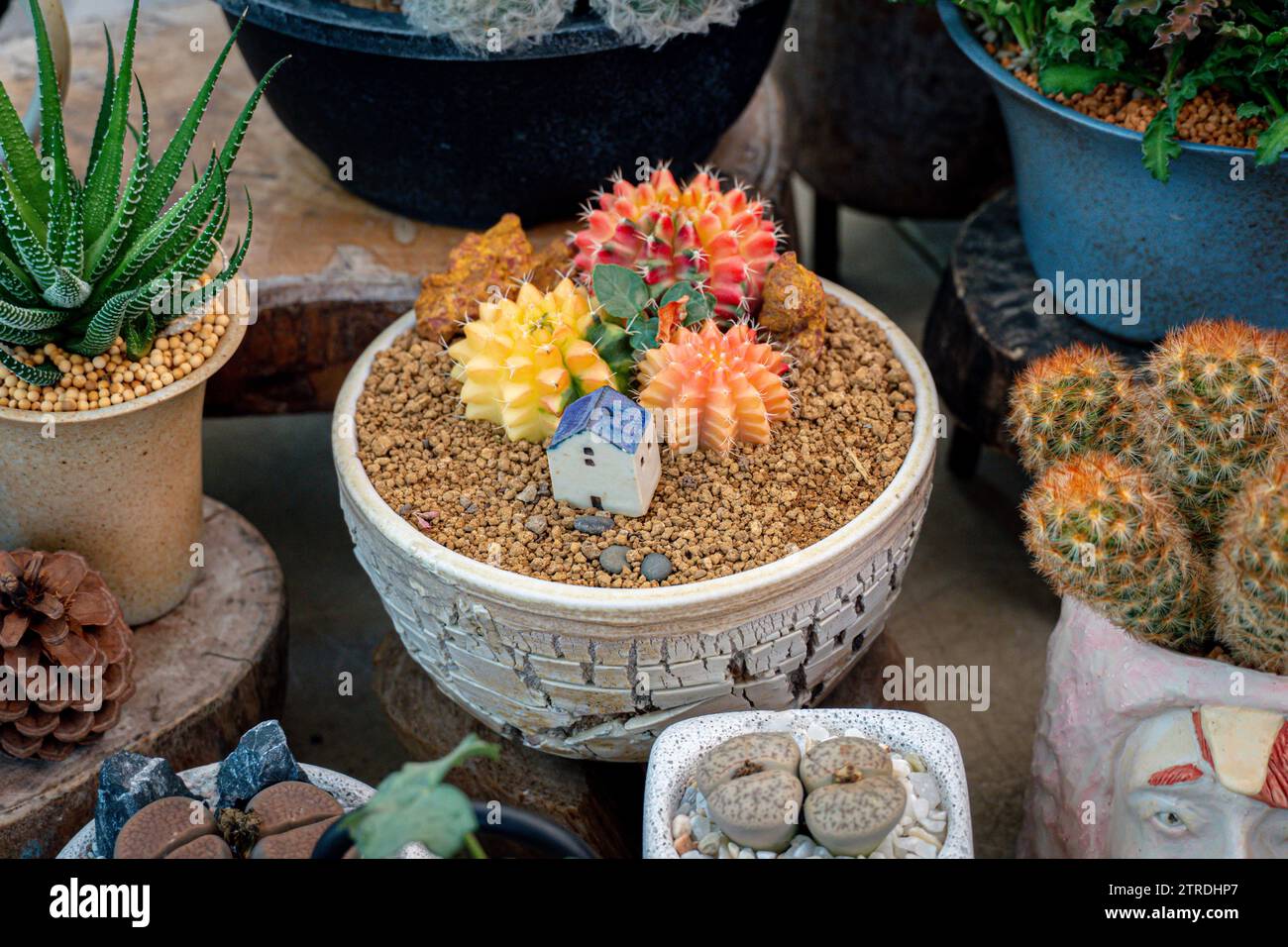 Bunte Gymnocalycium-Kaktus, die in einem Topf wachsen.  Gymnocalycium-Kakteen oder bunte Gymno-Kakteen. Verschiedene Arten von  Kakteen werden angezeigt Stockfotografie - Alamy