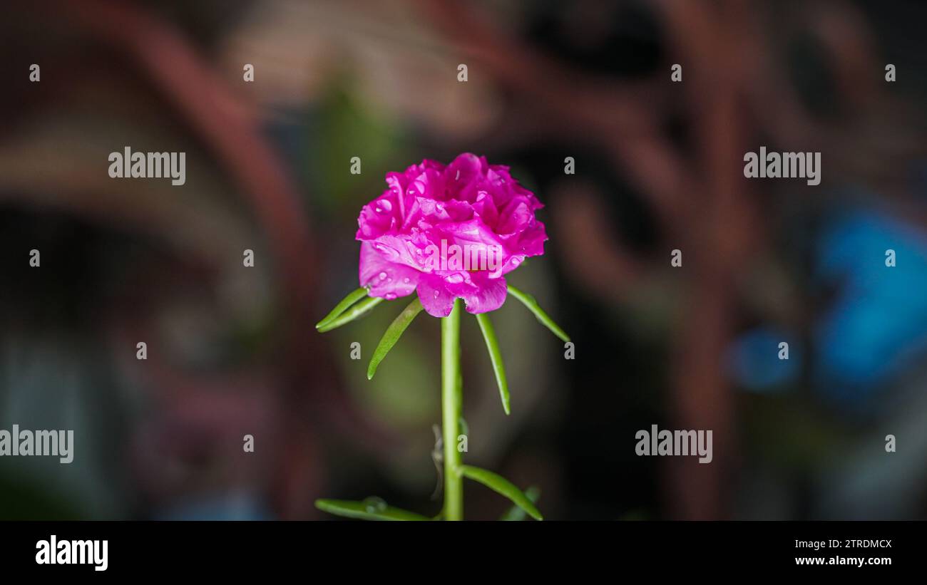 Frische Blume schöne bunte Portulaca oleracea am Morgen. Moosrose (Portulaca grandiflora) ist eine saftige blühende Pflanze aus der Familie Portulac Stockfoto