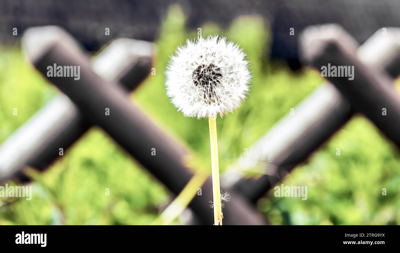 Löwenzahnblume auf grünem Hintergrund. Geringe Schärfentiefe. Stockfoto