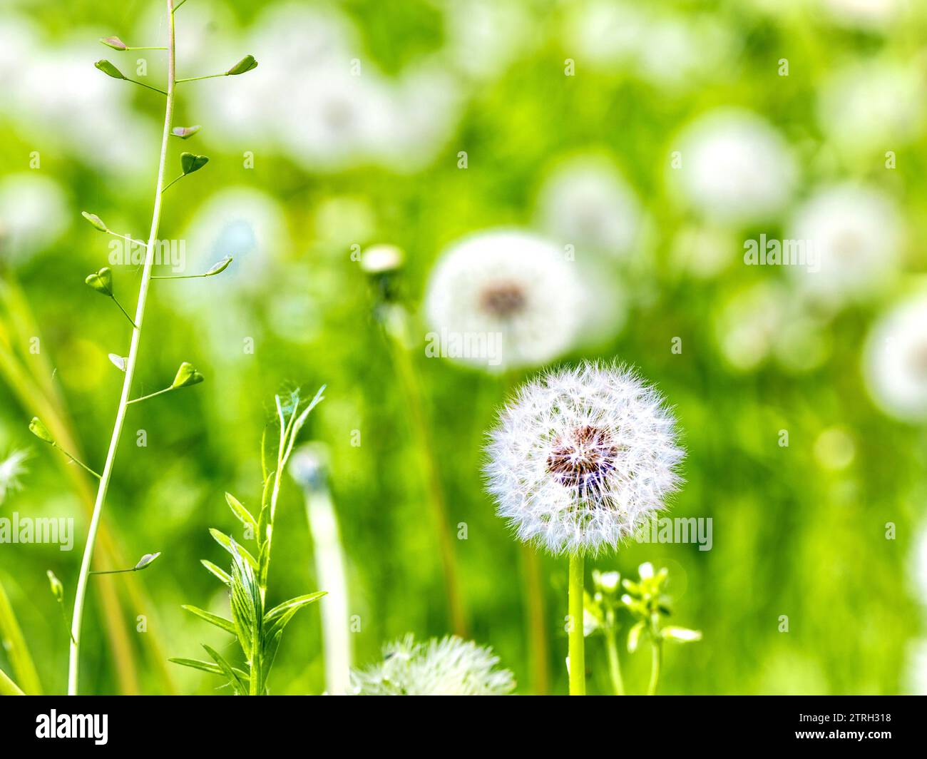 Löwenzahnblume auf grünem Hintergrund. Geringe Schärfentiefe. Stockfoto