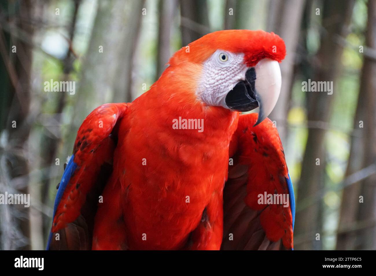 Nahaufnahme eines wunderschönen und verspielten scharlachroten Aras Papageiens Stockfoto