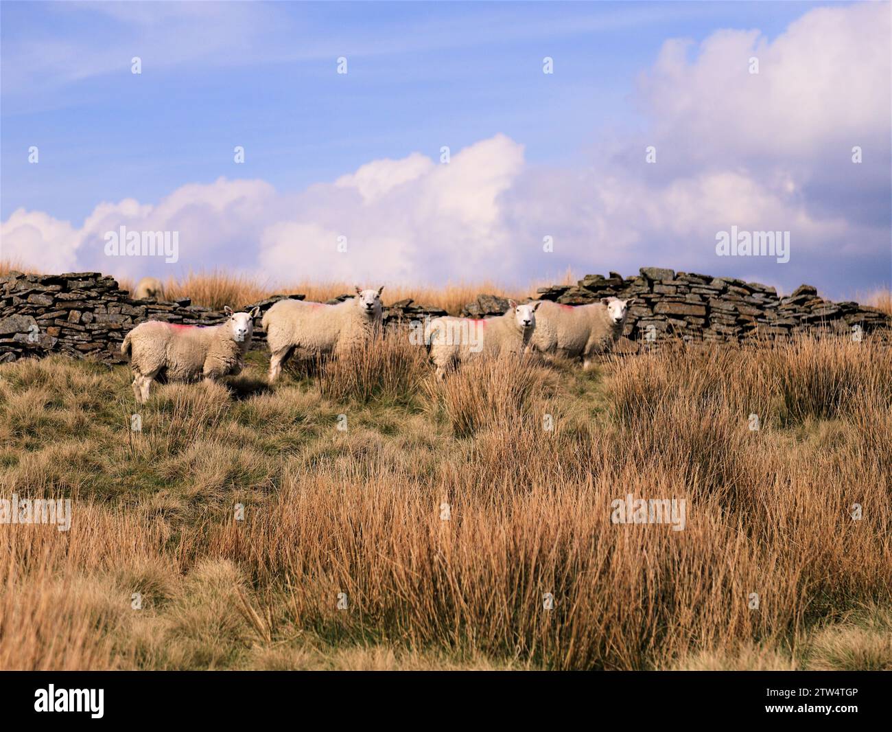 Erhöhte Schafherde mit zentralem Fokus, die alle Kamera sucht, die höheren Boden, eng gruppiert mit flauschigen weißen Wolken, grünen Weiden. Stockfoto
