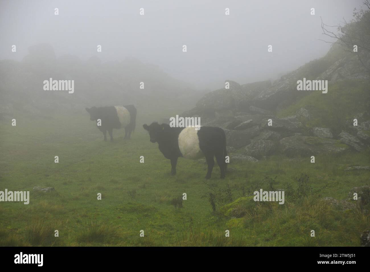 Kühe stehen passiv und warten geduldig darauf, dass sich der Nebel löst, bevor sie den täglichen Alltag fortsetzen. Ähnlich verhalten sich die Menschen bei Nebel. Stockfoto