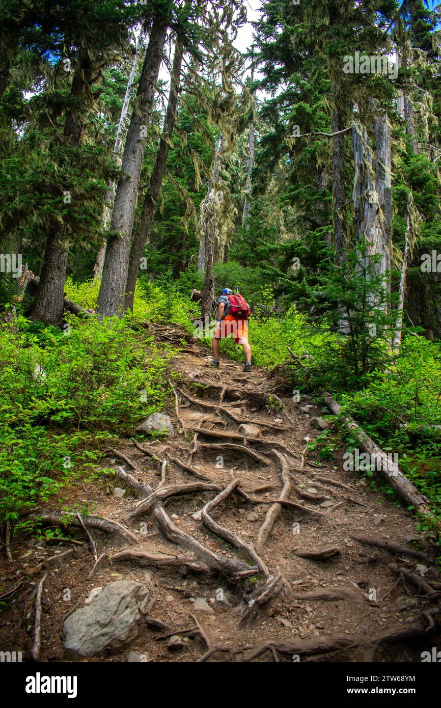 Wanderer navigieren auf einem verwurzelten Pfad durch die grünen Wälder des Wedgemount Lake Trail. Stockfoto