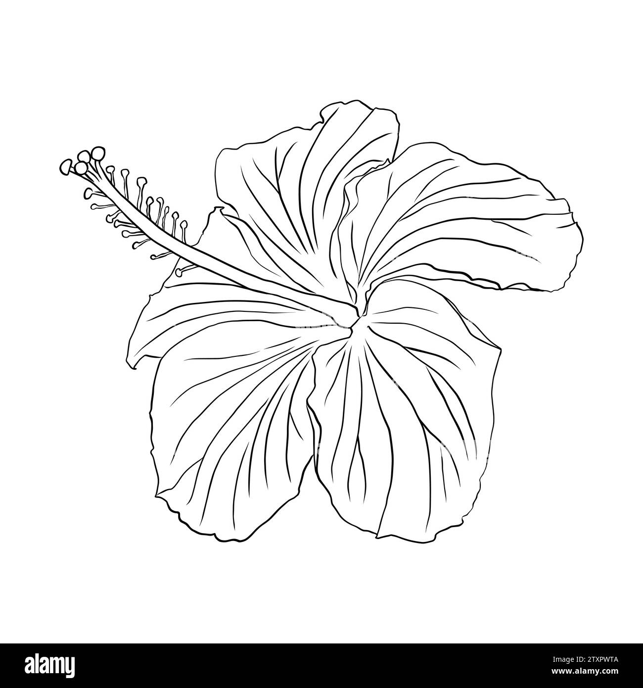 Tropische Hibiskusblüte. Chinesische Rosenblume. Hand gezeichnete Vektorlinie Kunst Illustration für Logo, Karte oder Einladung, Tee Kräuter Hibiskus Tee. Isoliert auf W Stock Vektor