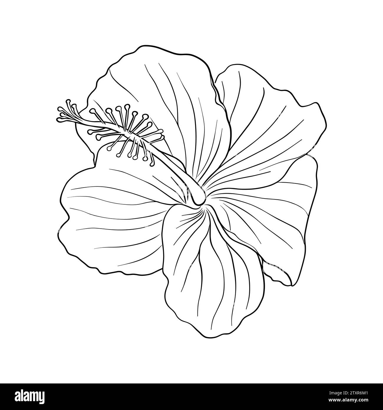 Tropische Hibiskusblüte. Chinesische Rosenblume. Hand gezeichnete Vektorlinie Kunst Illustration für Logo, Karte oder Einladung, Tee Kräuter Hibiskus Tee. Isoliert auf W Stock Vektor