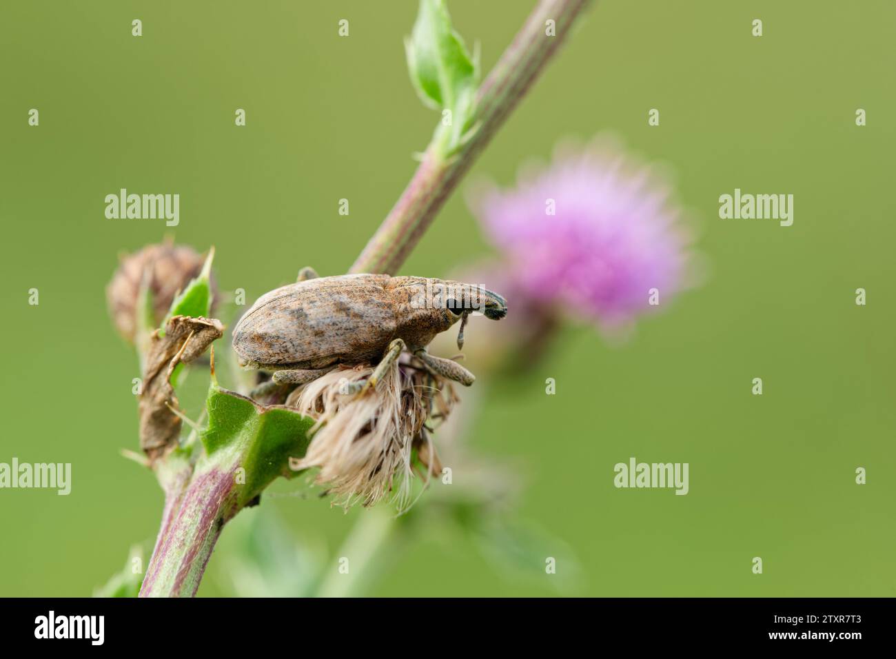 Träge Distelkäfer (Cleonis pigra) Stockfoto