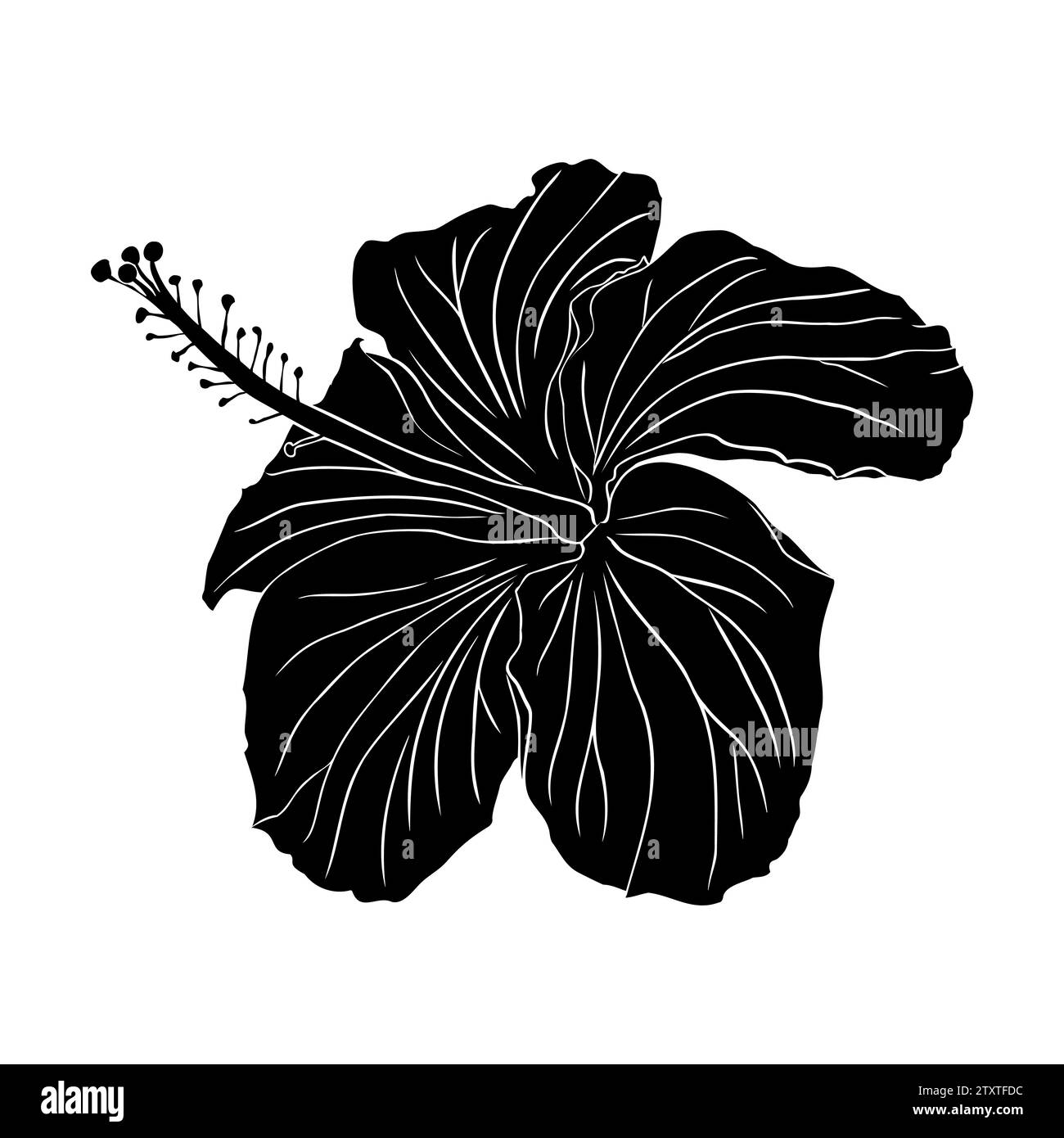 Silhouette der tropischen Hibiskusblüten. Chinesische Rosenblume. Hand gezeichnete Vektor-Illustration für Logo, Karte oder Einladung, Tee Kräuter Hibiskus Tee. Isoliert am Stock Vektor
