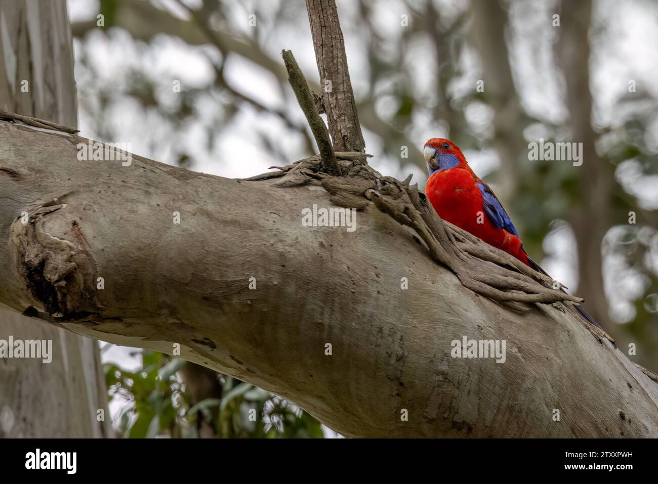 Crimson Rosella (Platycercus elegans) blickt in die Kamera, während sie auf einem Eukalyptuszweig thront. Isoliert vor unscharfem Hintergrund. Stockfoto