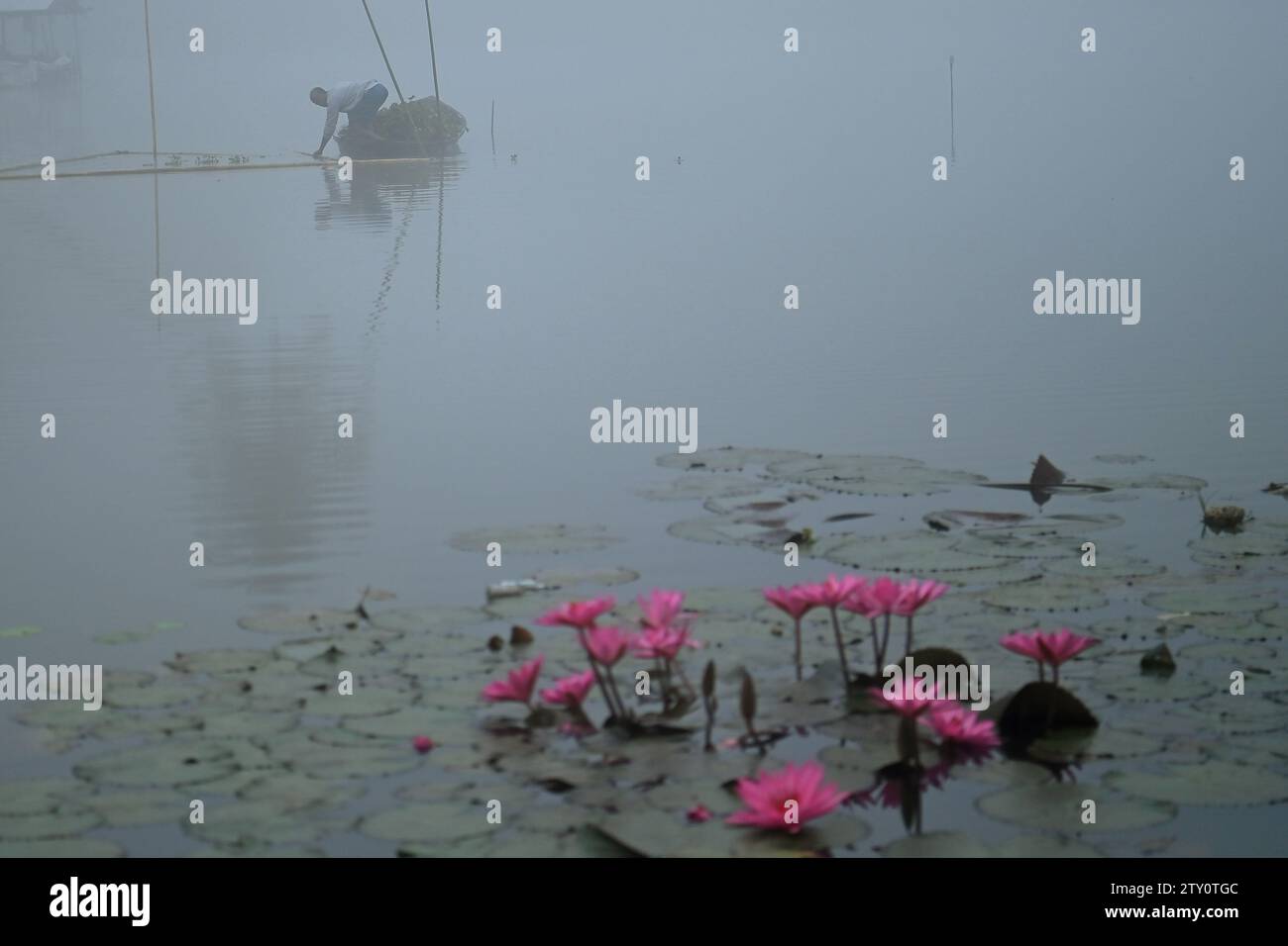 Ein Arbeiter sammelt Plankton an einem nebeligen Morgen am MBB College Lake in Agartala. Tripura, Indien. Stockfoto