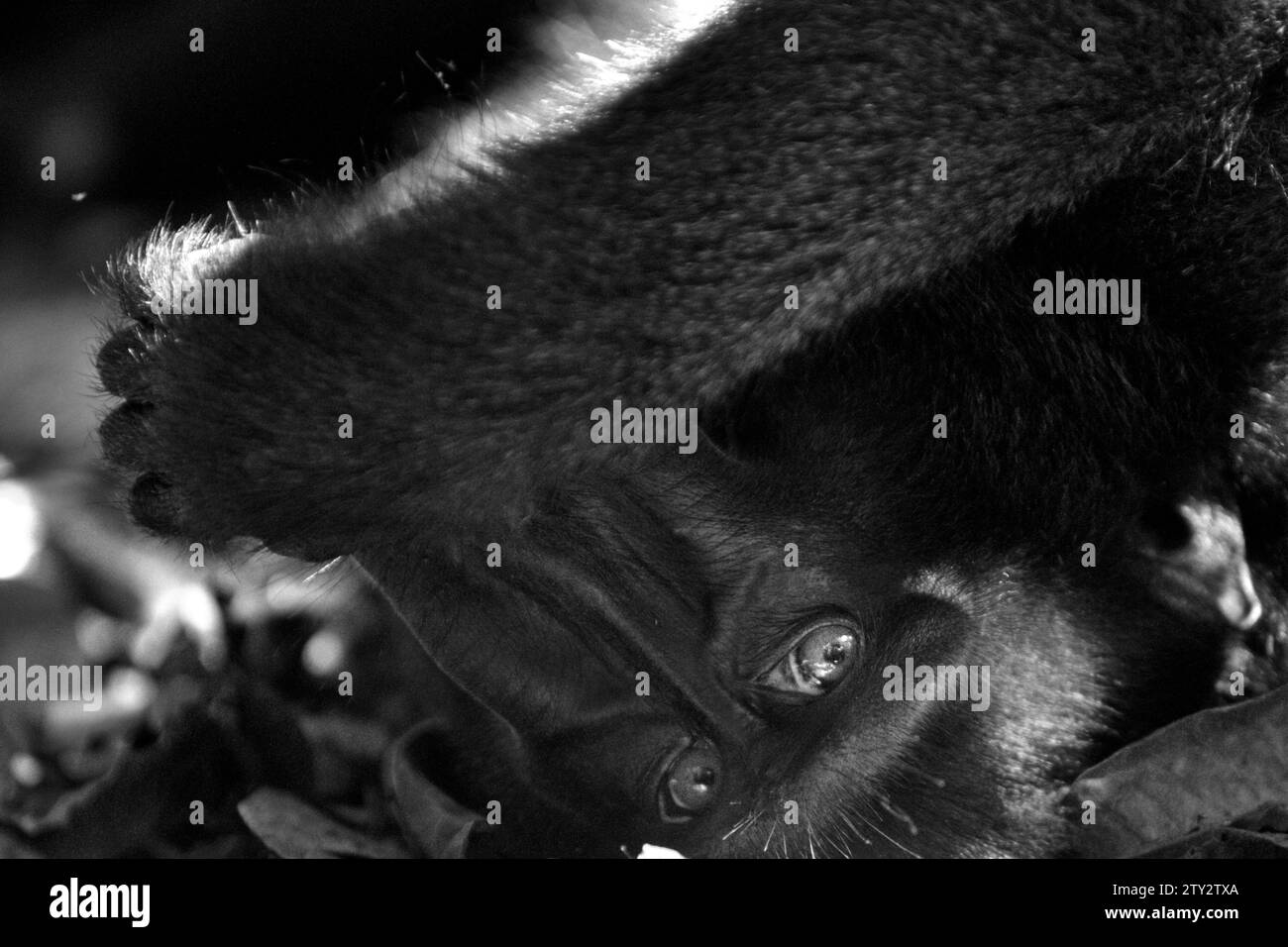 Ein Sulawesi-Schwarzzelt-Makaken (Macaca nigra) starrt während des Fotografierens, da er auf dem Boden im Tangkoko-Wald im Norden von Sulawesi, Indonesien liegt. Die International Union for Conservation of Nature (IUCN) kommt zu dem Schluss, dass steigende Temperaturen unter anderem zu ökologischen, verhaltensbezogenen und physiologischen Veränderungen der Tierarten und der Artenvielfalt geführt haben. „Zusätzlich zu einer erhöhten Rate von Krankheiten und degradierten Lebensräumen verursacht der Klimawandel auch Veränderungen bei den Arten selbst, die ihr Überleben bedrohen“, schrieben sie in einer Veröffentlichung vom 19. Dezember 2023 auf IUCN.org. Stockfoto