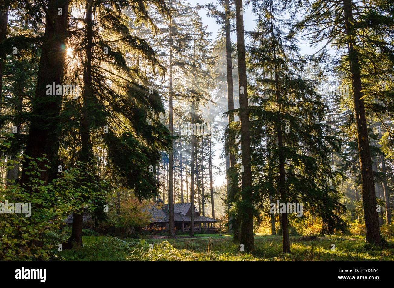 Das Vistor Center und Sunrise Through the Canopy of Silver Falls State Park, der größte State Park in Oregon, USA Stockfoto
