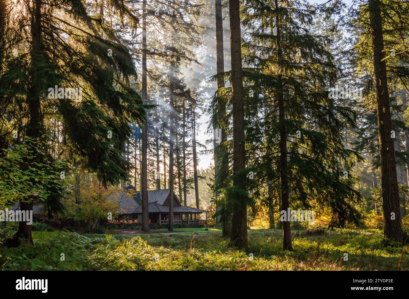 Das Vistor Center und Sunrise Through the Canopy of Silver Falls State Park, der größte State Park in Oregon, USA Stockfoto