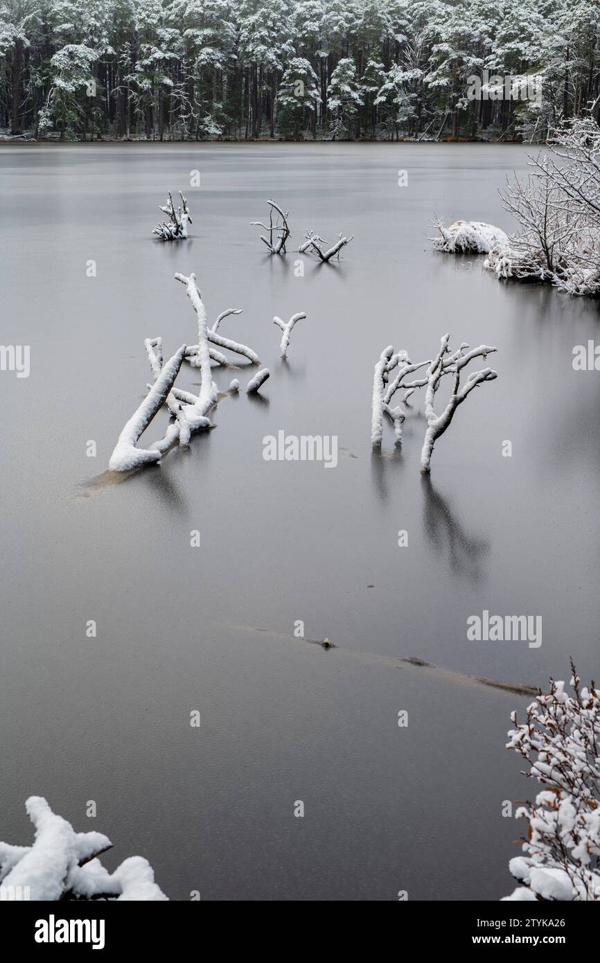 Umgefallene Äste in einem gefrorenen Loch Mallachie. Highlands, Schottland Stockfoto