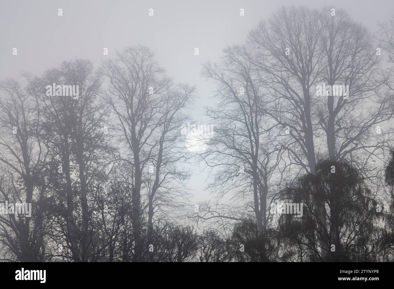 Wintersonne durch Nebel und Bäume. Highlands, Schottland Stockfoto