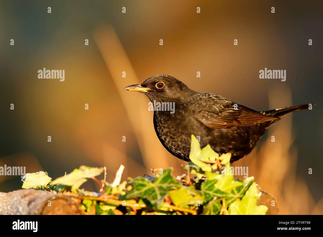 Männliche Amsel Stockfoto