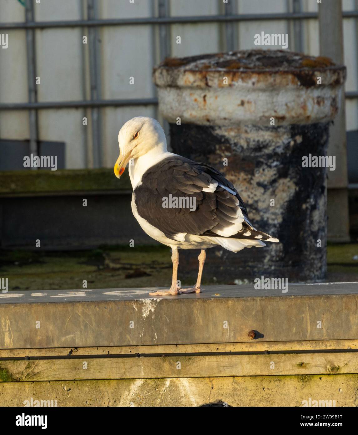 Die größte Möwe der Welt, die Schwarzmöwe, ist während der Brutsaison häufiger an der Westküste Großbritanniens zu finden. Stockfoto