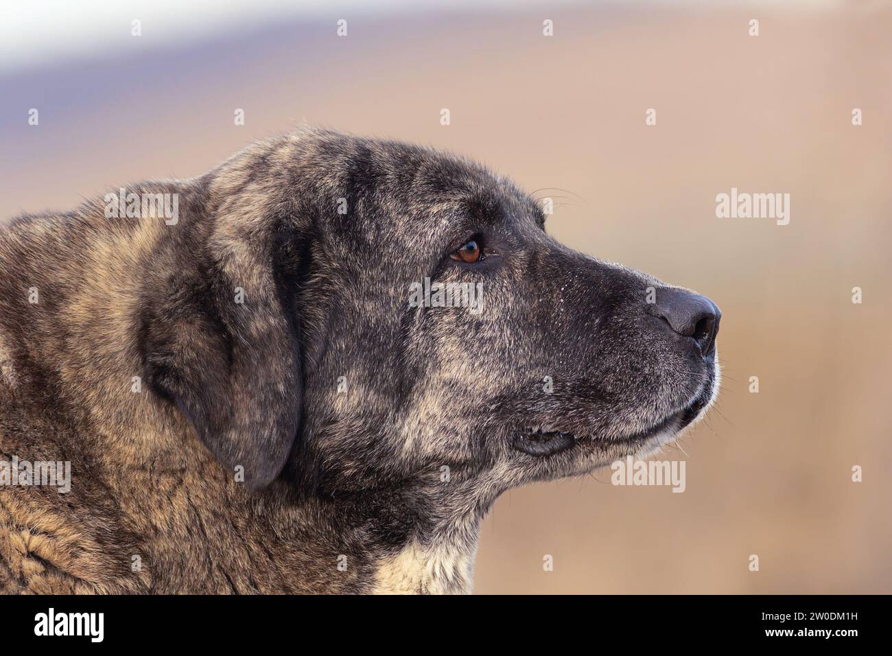 Kangal-Hundeporträt über unscharfem Hintergrund; dies ist ein großer asiatischer Schäferhund, ein guter Wächter Stockfoto