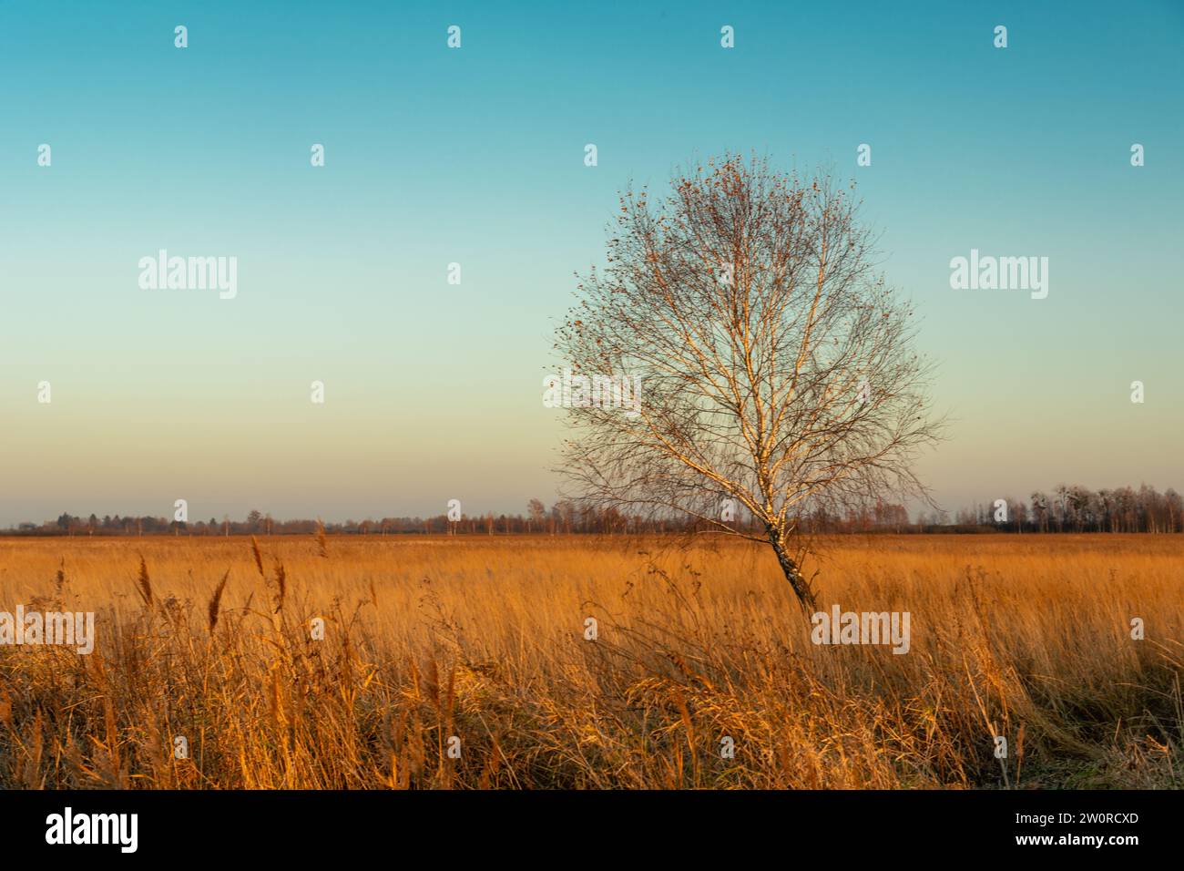 Einsame Birke ohne Blätter und trockenes Gras auf einer Wiese, die vom Licht der untergehenden Sonne beleuchtet wird, Oktobertag, Ostpolen Stockfoto