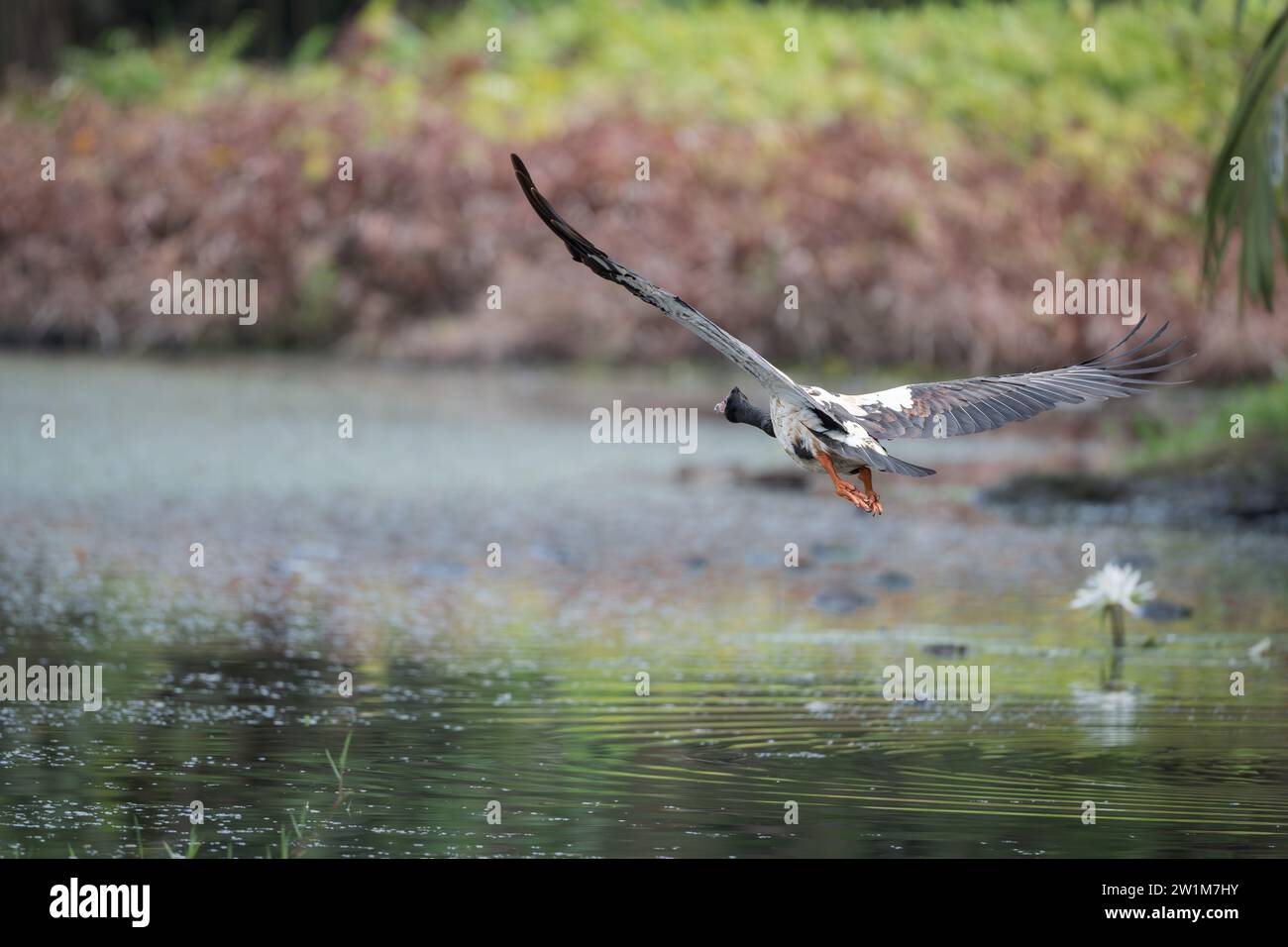 Tief fliegende, abgewinkelte Ansicht einer einzelnen Magpie-Gans, die sich an einem Wasserloch in den Feuchtgebieten der Centenary Lakes in Cairns, Australien, ändert. Stockfoto