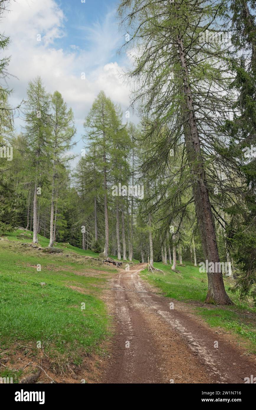 Schöner Weg durch den Wald Italien Stockfoto