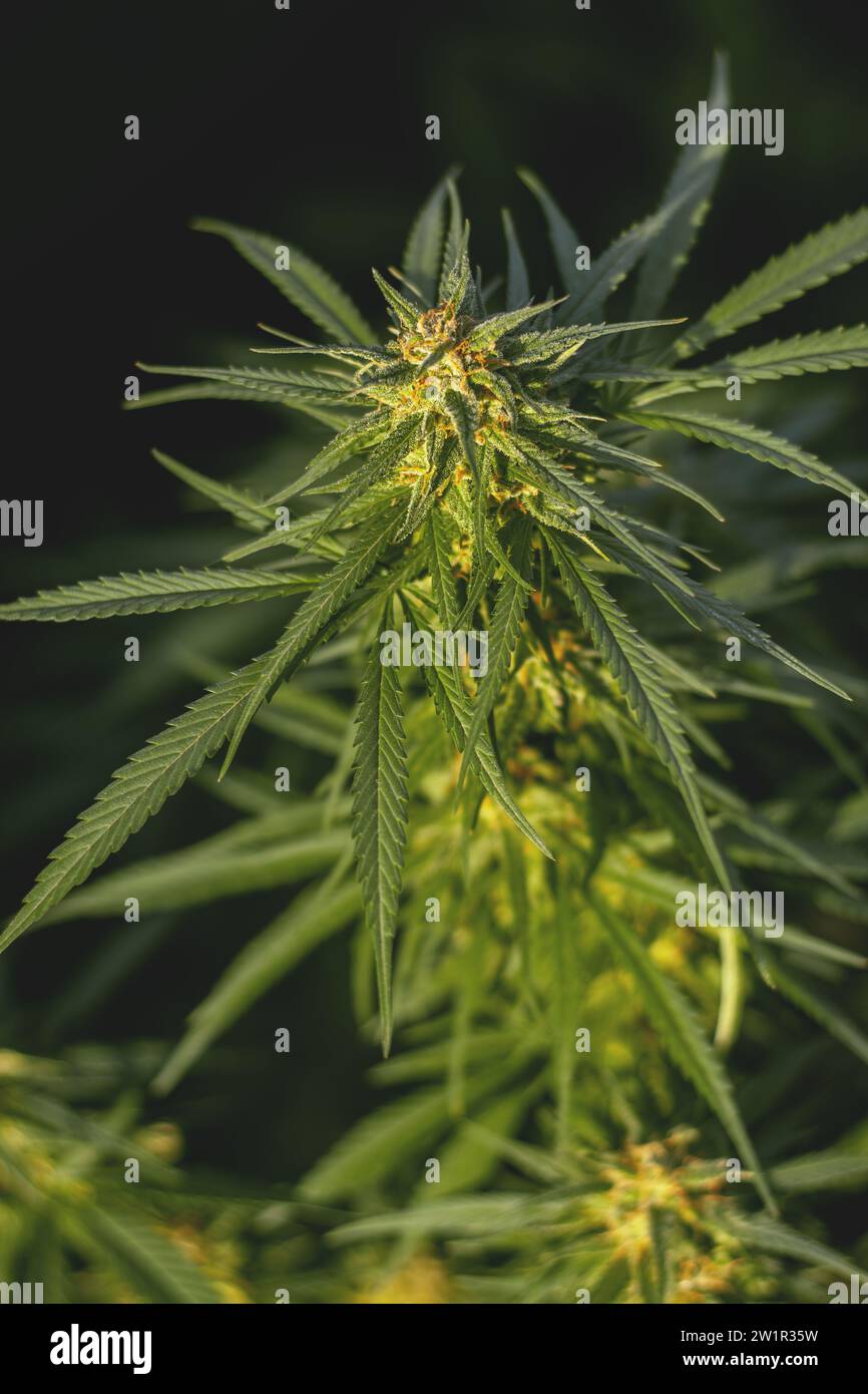 Marihuana-Knospe mit grünen Blättern auf einem Busch Nahaufnahme. Unkrautpflanze Stockfoto