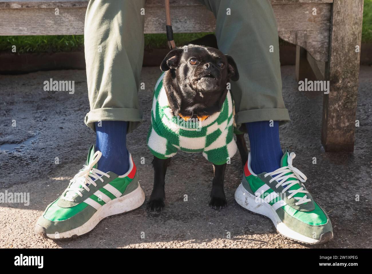 England, Mops Hund mit Pullover Stockfoto