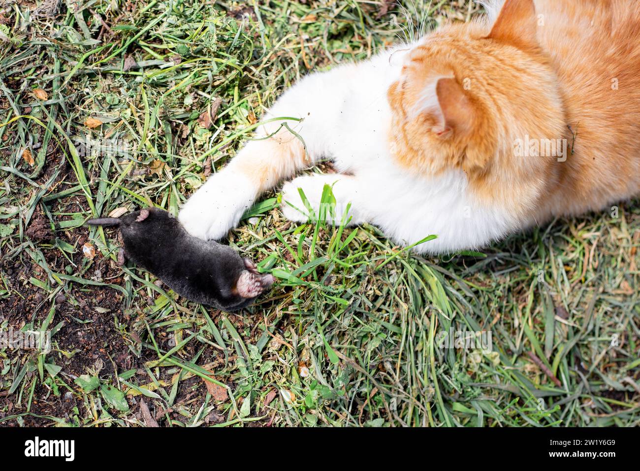 Die Katze hat einen Maulwurf im Garten gefangen und spielt damit. Schädlingsbekämpfung im Garten. Stockfoto