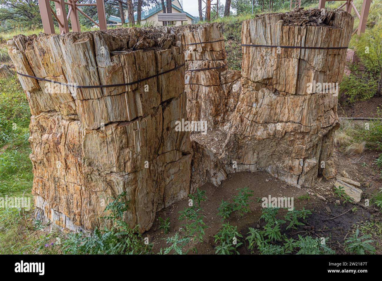 Drei versteinerte Bäume in der Stumpfhütte des Florissant Fossil Beds National Monument Stockfoto