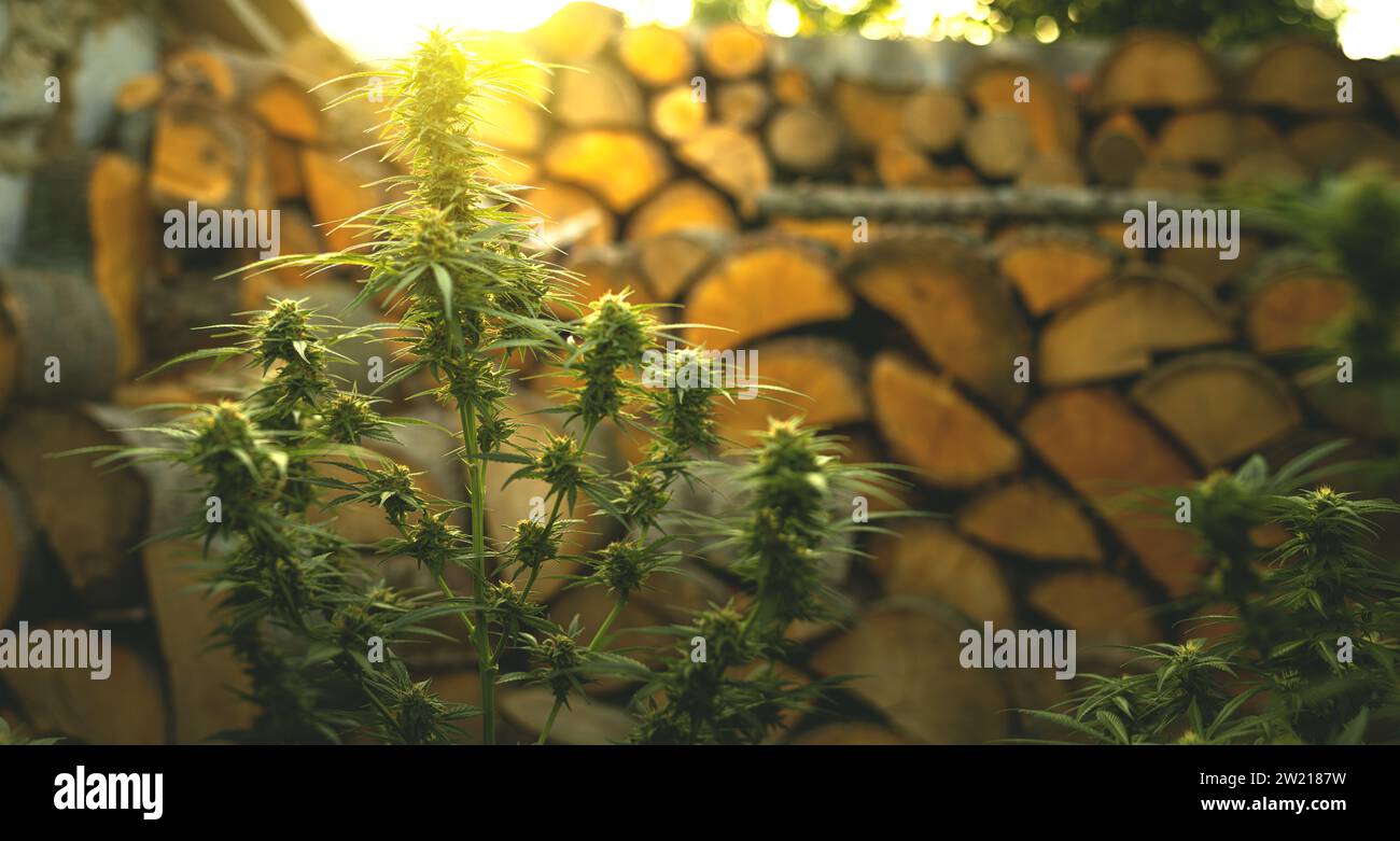 Marihuanapflanze im letzten Stadium der Blüte im Freien. Cannabisknospen auf Zweigen Stockfoto