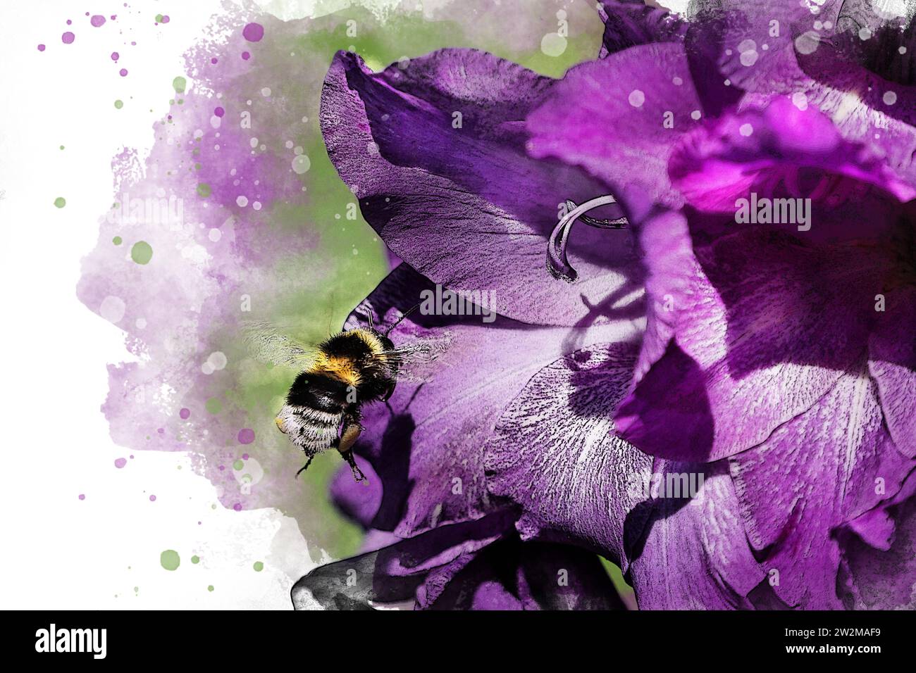 Illustrierte Aquarellfarbe lila Schwertlilienblume mit Hummel Stockfoto