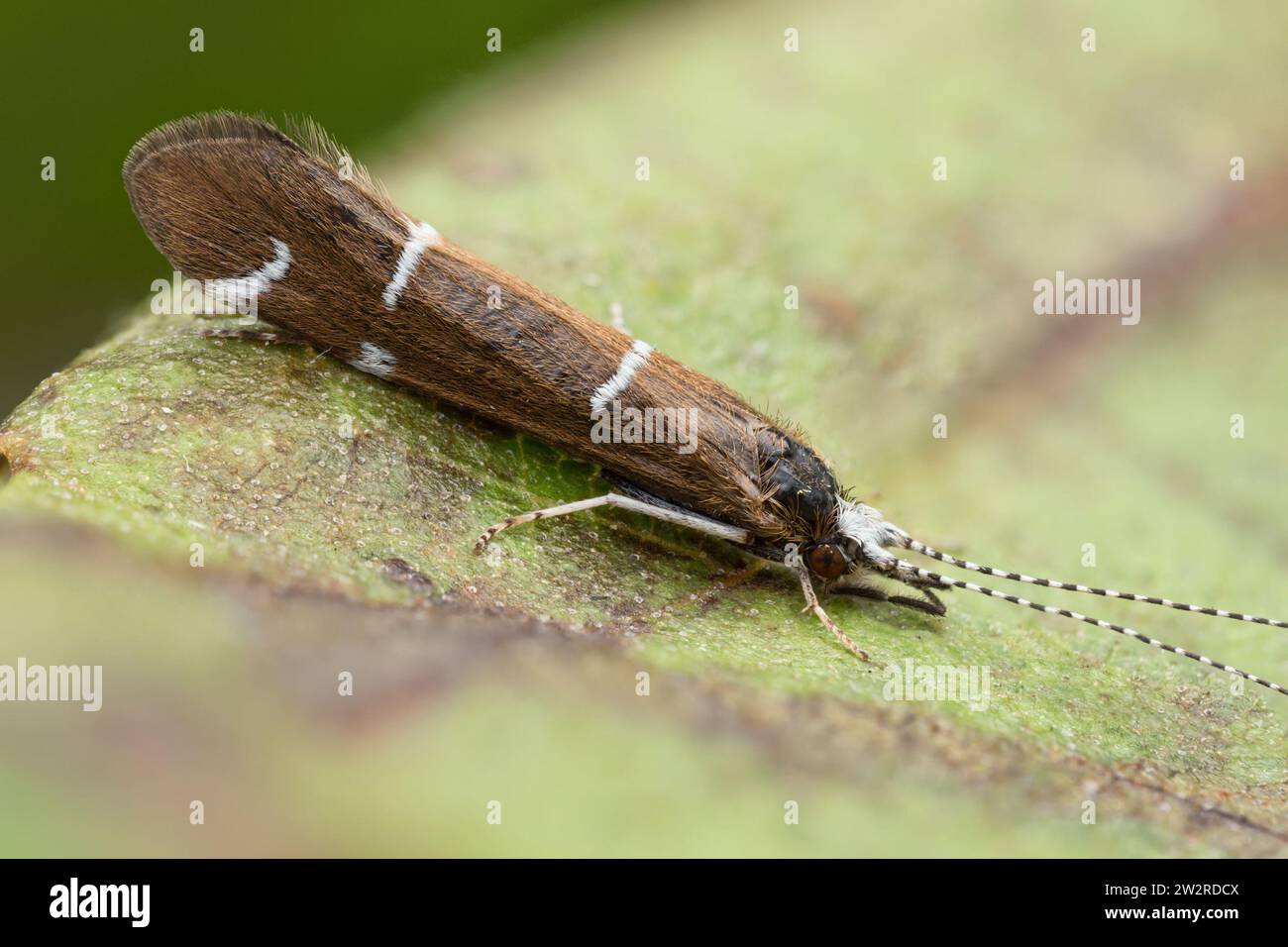 Athripsodes albifrons Caddisfly in Ruhe auf Blatt. Tipperary, Irland Stockfoto
