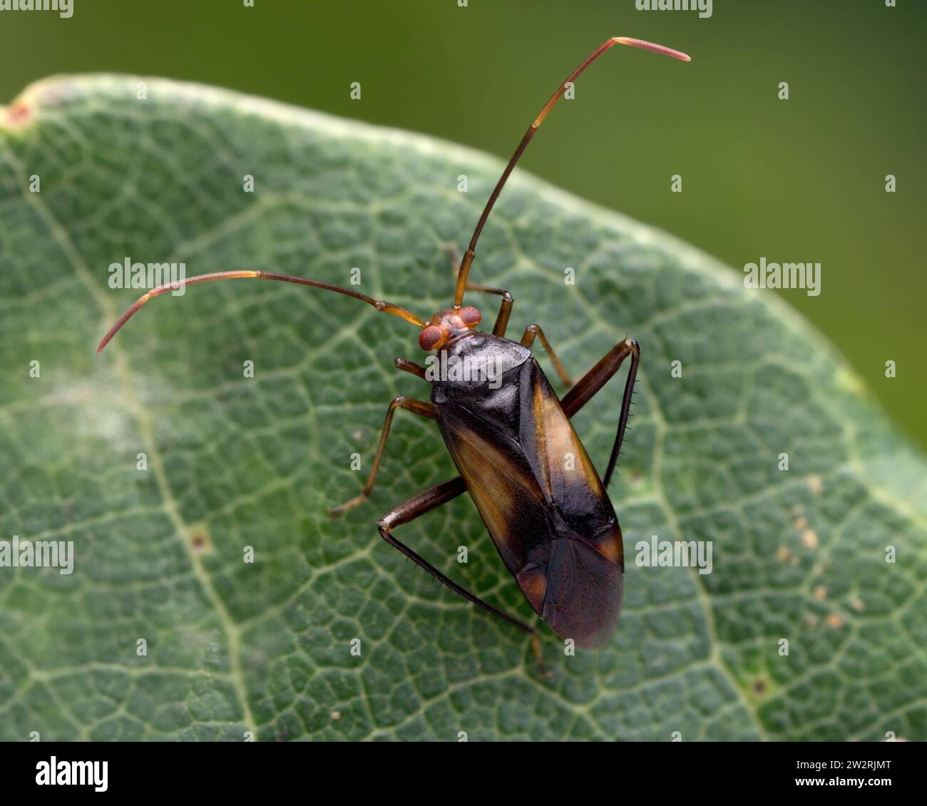 Megacoelum-Infusum-Mirid-Käfer auf Eichenblatt. Tipperary, Irland Stockfoto