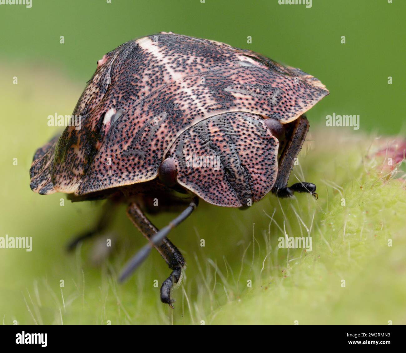 Schildkröte Shieldbug Nymphe (Eurygaster testudinaria) auf Pflanzenblatt. Tipperary, Irland Stockfoto