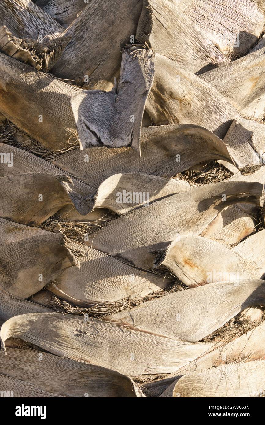 Las Palmas Elegance: Eine Textur aus exotischer Palmenrinde, die die Kunstfertigkeit der Natur zeigt Stockfoto