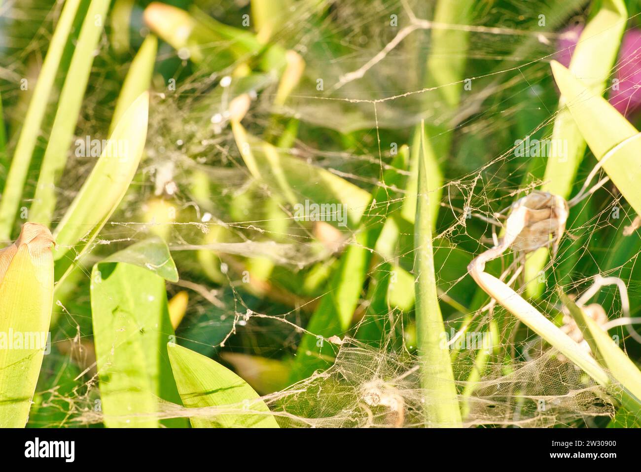 Ein Nahaufnahme-Foto von Spinnennetz auf einer schönen grünen Pflanze. Die komplizierte Umarmung der Natur: Grüne Pflanzen mit zarten Spinnweben. Stockfoto