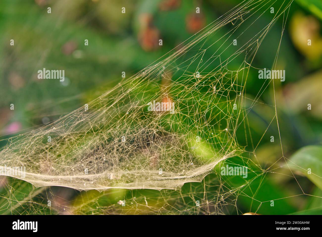 Ein Nahaufnahme-Foto von Spinnennetz auf einer schönen grünen Pflanze. Die komplizierte Umarmung der Natur: Grüne Pflanzen mit zarten Spinnweben. Stockfoto