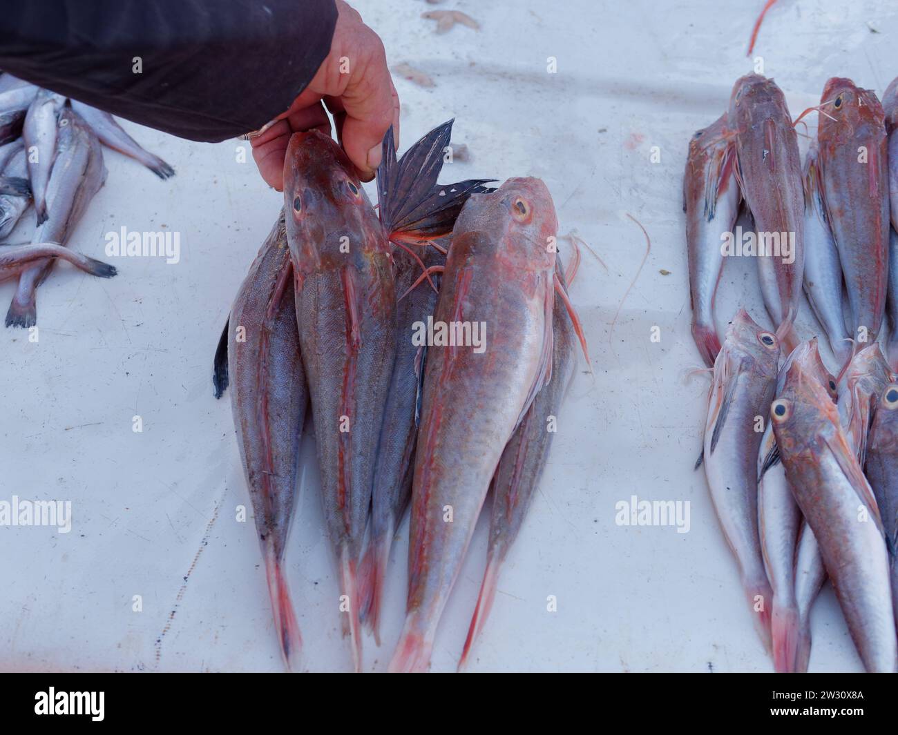 Fisch im Hafen von Essaouira, der „windigen Stadt“, Marokko. Dezember 2023 Stockfoto