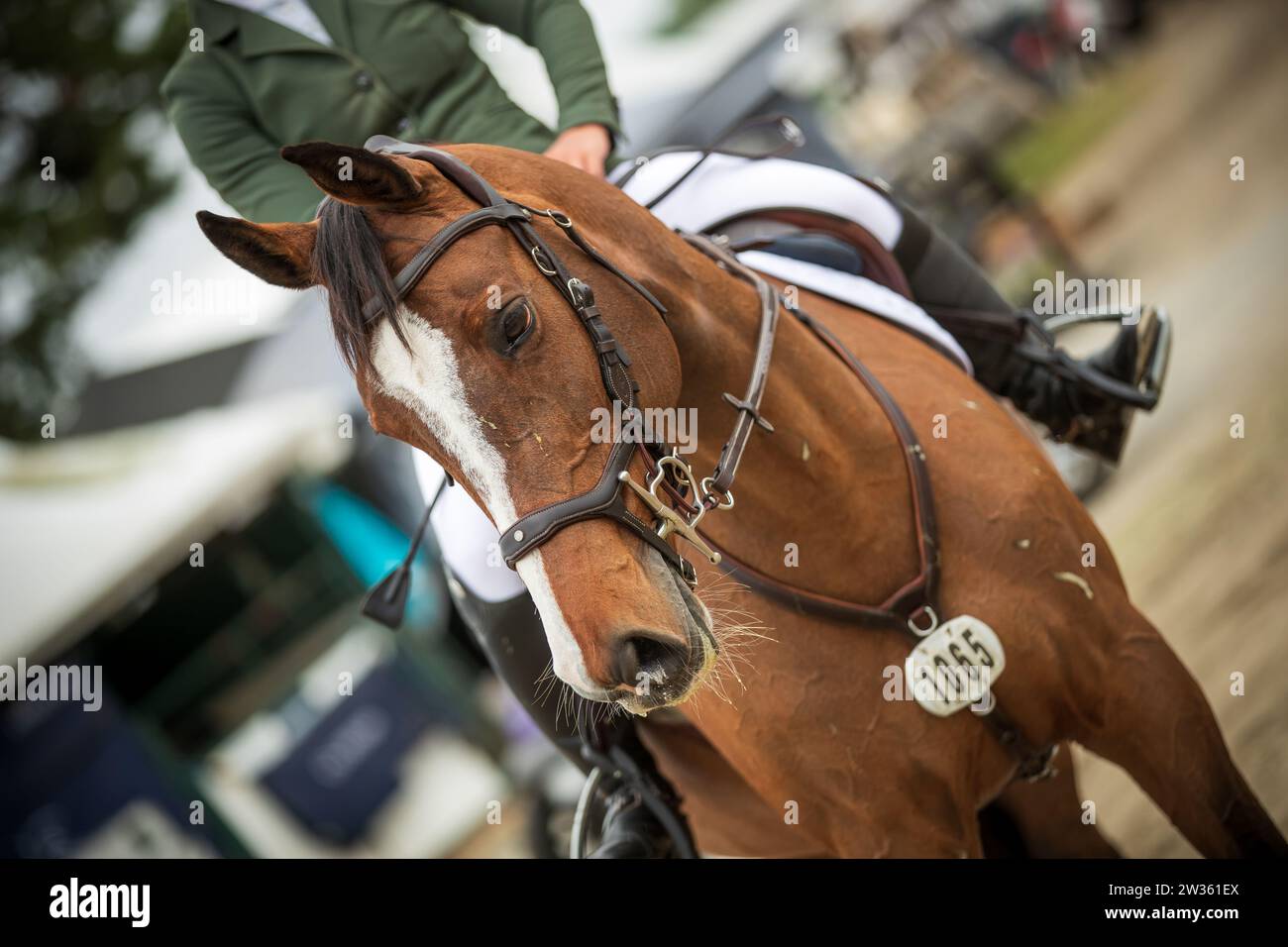 Jaydan Stettner aus Kanada tritt 2023 bei der Canadian Premier Horse Show im Thunderbird Show Park in Langley an. Stockfoto