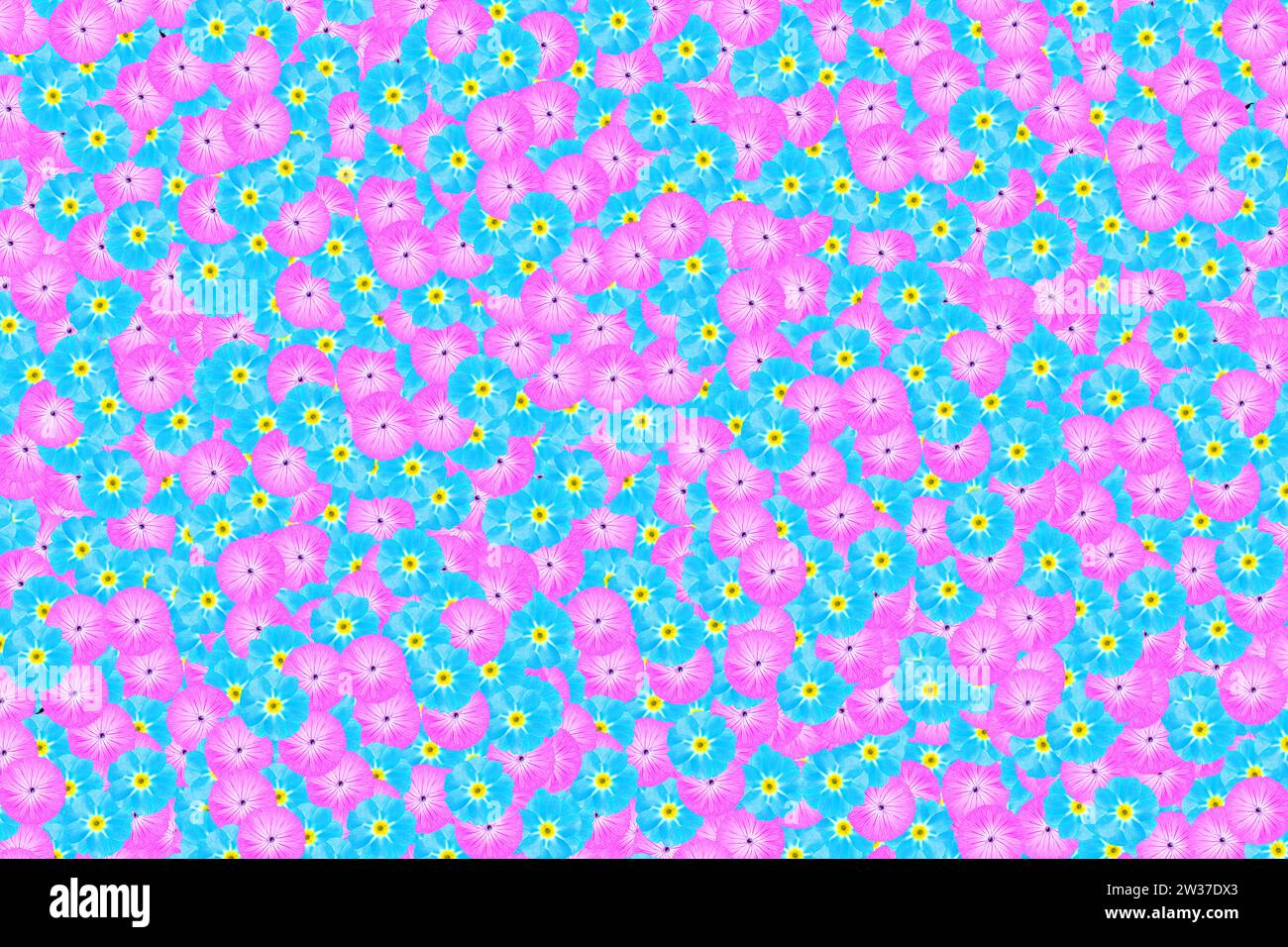 Eine Blume oder ein Blumenkopf der Vergissmeinnicht (Myosotis) und eine Malve (Malvaceae) als hellblauer, türkisblauer und rosa Hintergrund, Muster Stockfoto