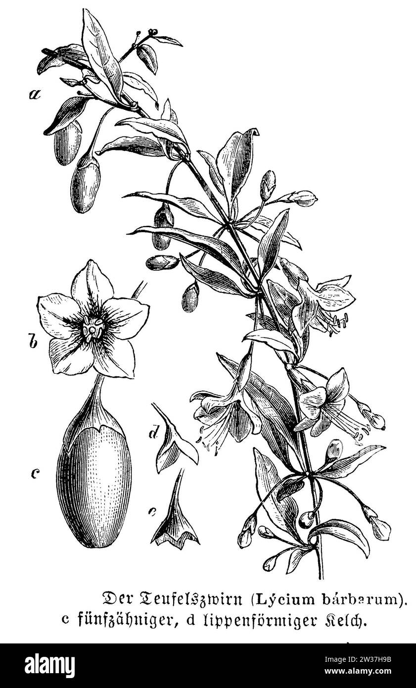Ehebrübe mit Blüte und Frucht, Lycium barbarum, anonym (Botanik Buch, 1889), Bocksdorn mit Blüte und Frucht, Baie de goji avec fleur et Frucht Stockfoto