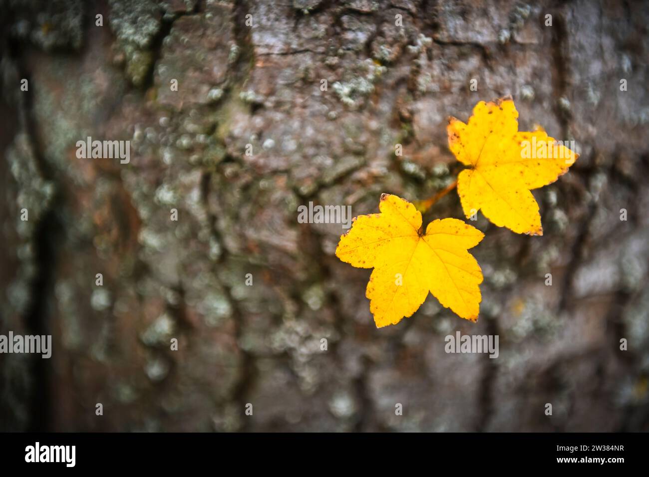 Herbstlich gefärbte Ahornblätter an einem Baumstamm Stockfoto